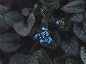 Preview wallpaper flower, blue, inflorescence, leaves, plant, bloom