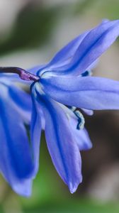 Preview wallpaper flower, blue, macro, plant