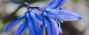 Preview wallpaper flower, blue, macro, plant