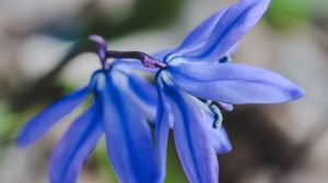 Preview wallpaper flower, blue, macro, plant