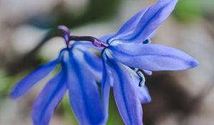 Preview wallpaper flower, blue, macro, plant