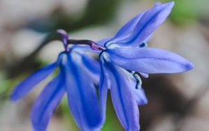 Preview wallpaper flower, blue, macro, plant