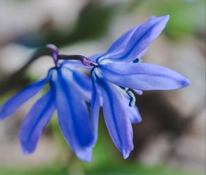 Preview wallpaper flower, blue, macro, plant