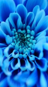 Preview wallpaper flower, blue, petals, macro