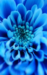 Preview wallpaper flower, blue, petals, macro