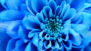 Preview wallpaper flower, blue, petals, macro