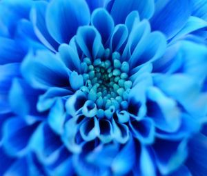 Preview wallpaper flower, blue, petals, macro