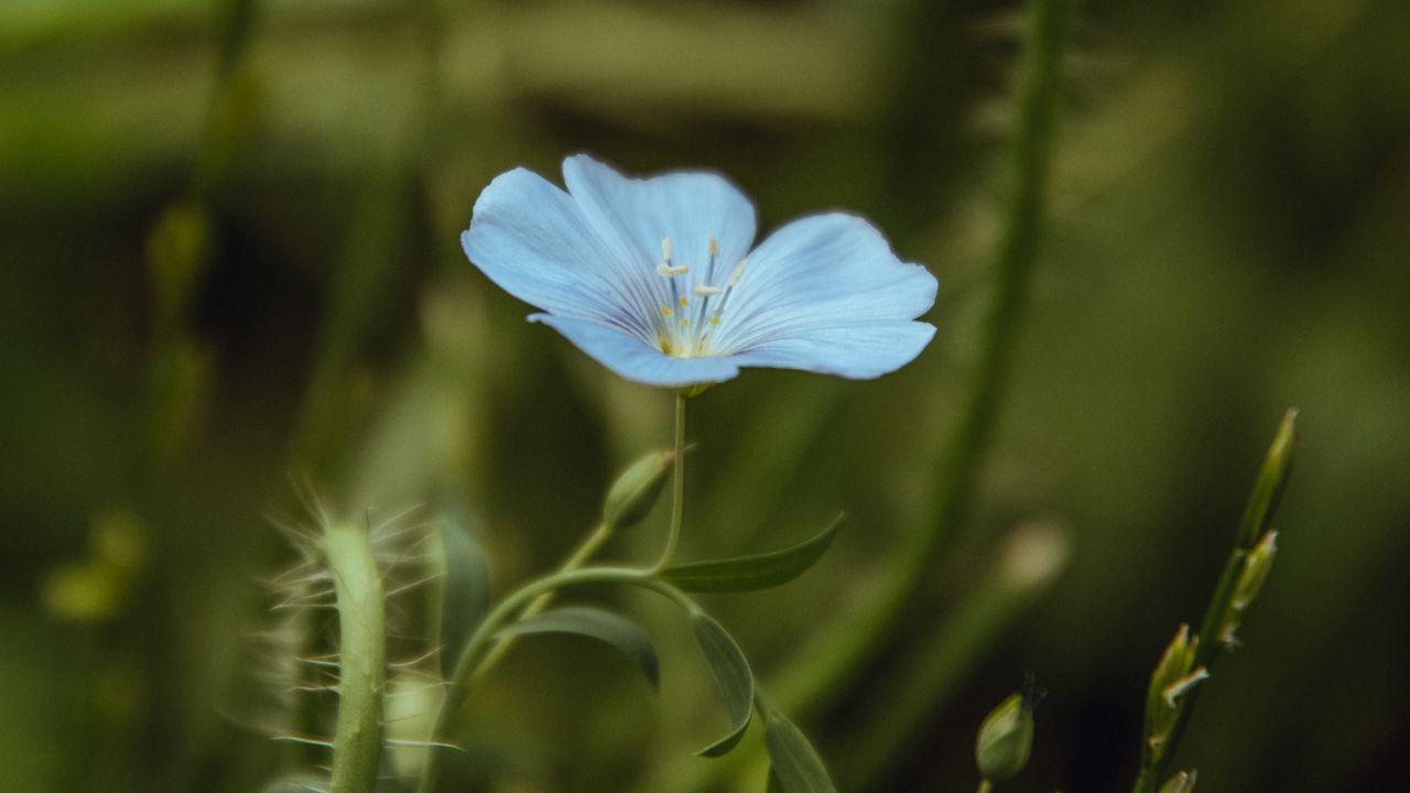 Wallpaper flower, blue, plant, bloom, closeup