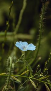 Preview wallpaper flower, blue, plant, bloom, closeup