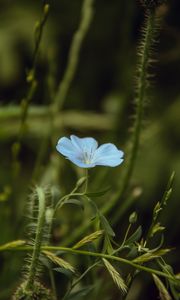 Preview wallpaper flower, blue, plant, bloom, closeup