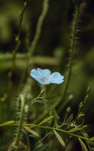 Preview wallpaper flower, blue, plant, bloom, closeup