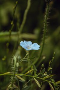 Preview wallpaper flower, blue, plant, bloom, closeup