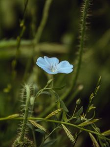 Preview wallpaper flower, blue, plant, bloom, closeup