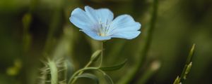 Preview wallpaper flower, blue, plant, bloom, closeup