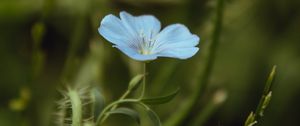 Preview wallpaper flower, blue, plant, bloom, closeup