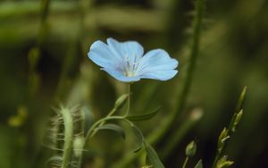 Preview wallpaper flower, blue, plant, bloom, closeup