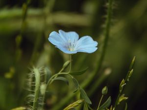 Preview wallpaper flower, blue, plant, bloom, closeup