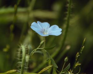 Preview wallpaper flower, blue, plant, bloom, closeup