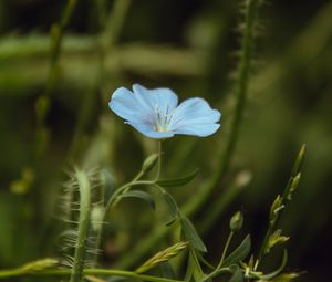 Preview wallpaper flower, blue, plant, bloom, closeup