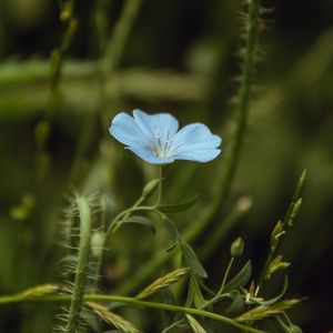 Preview wallpaper flower, blue, plant, bloom, closeup