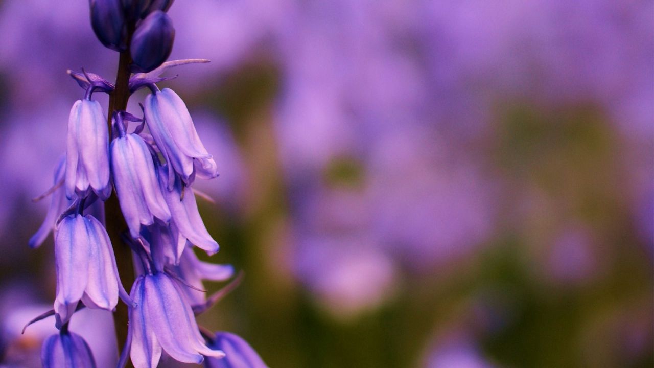 Wallpaper flower, bluebells, lilac, focus, field, summer