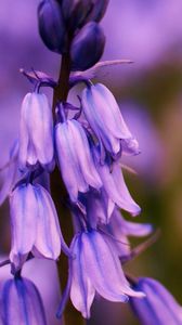 Preview wallpaper flower, bluebells, lilac, focus, field, summer