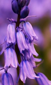 Preview wallpaper flower, bluebells, lilac, focus, field, summer