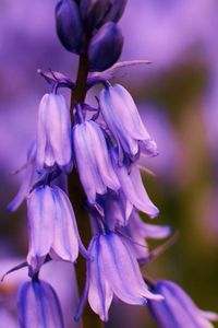 Preview wallpaper flower, bluebells, lilac, focus, field, summer