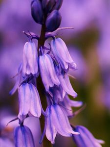 Preview wallpaper flower, bluebells, lilac, focus, field, summer