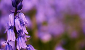 Preview wallpaper flower, bluebells, lilac, focus, field, summer