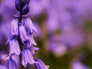 Preview wallpaper flower, bluebells, lilac, focus, field, summer