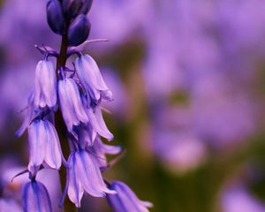 Preview wallpaper flower, bluebells, lilac, focus, field, summer