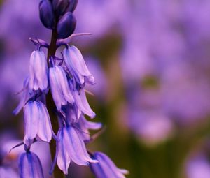 Preview wallpaper flower, bluebells, lilac, focus, field, summer