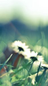 Preview wallpaper flower, blur, background, field