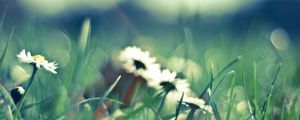 Preview wallpaper flower, blur, background, field
