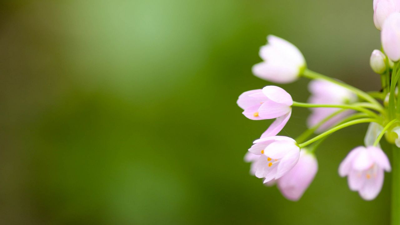 Wallpaper flower, blur, background, plant