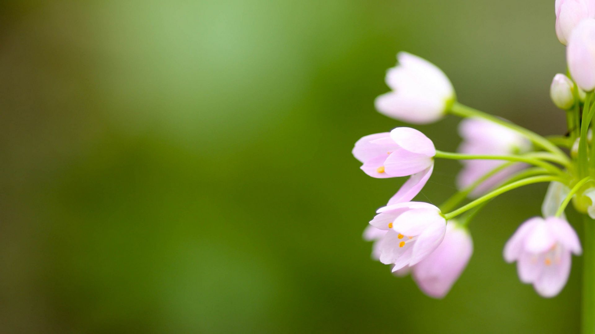 Hoa - Gợi cảm hứng tự nhiên và làm cho lòng người thêm vui vẻ, hãy chiêm ngưỡng vẻ đẹp của hoa trong hình ảnh này. 