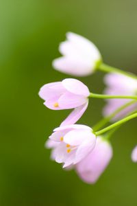 Preview wallpaper flower, blur, background, plant