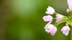 Preview wallpaper flower, blur, background, plant