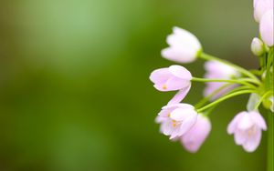 Preview wallpaper flower, blur, background, plant