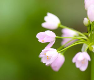 Preview wallpaper flower, blur, background, plant