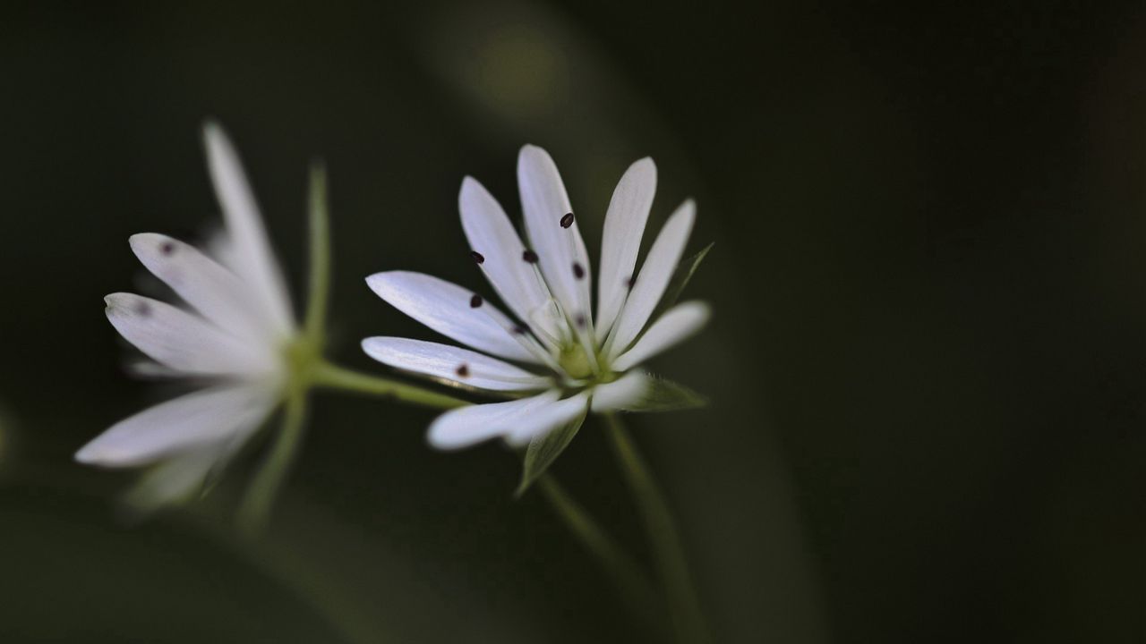 Wallpaper flower, blur, dark, grass