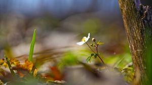 Preview wallpaper flower, blur, light