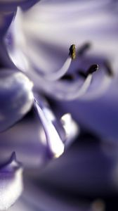 Preview wallpaper flower, blur, macro, leaves