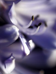 Preview wallpaper flower, blur, macro, leaves