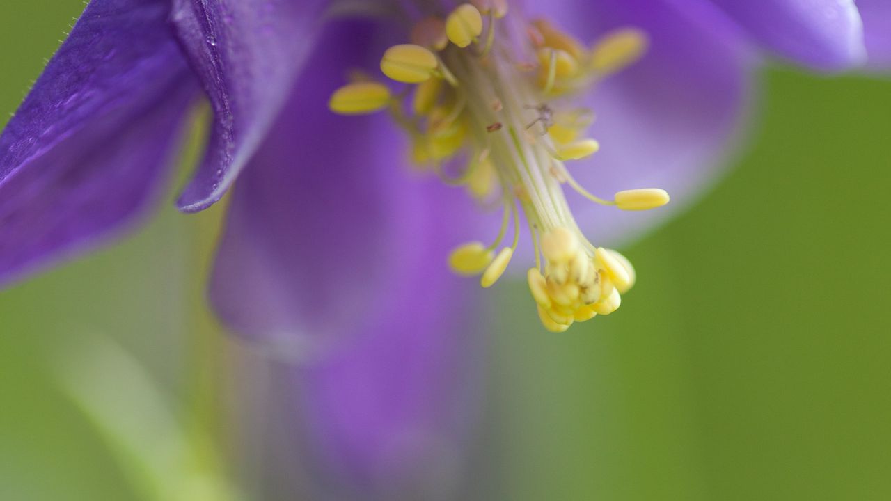 Wallpaper flower, blur, petals, pollen, macro