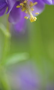 Preview wallpaper flower, blur, petals, pollen, macro