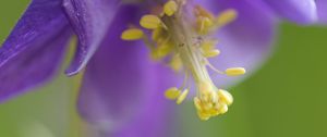 Preview wallpaper flower, blur, petals, pollen, macro