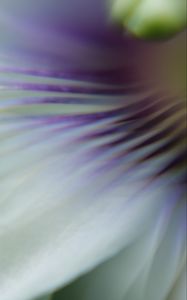 Preview wallpaper flower, blur, petals, macro, purple
