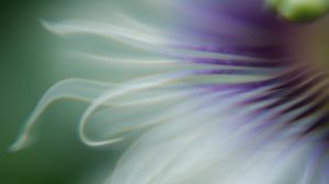 Preview wallpaper flower, blur, petals, macro, purple